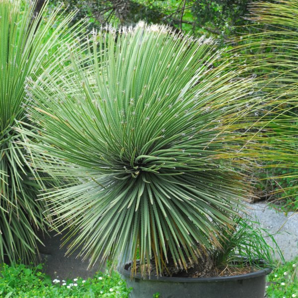 Dasylirion acrotrichum (Asparagaceae)